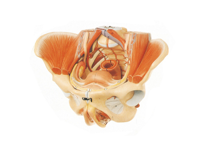 Mô hình xương chậu nữ