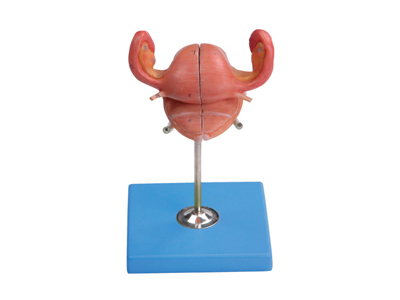 Mô hình giải phẫu tử cung