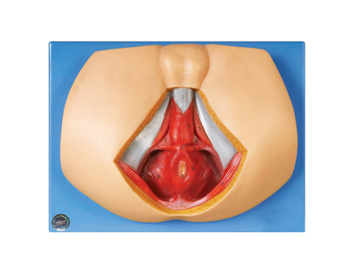 Mô hình giải phẫu tầng sinh môn nam