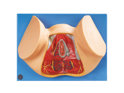 Mô hình giải phẫu tầng sinh môn nữ