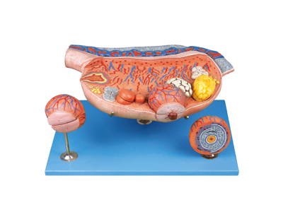 Mô hình buồng trứng