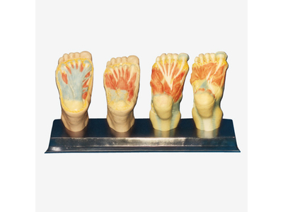 Mô hình giải phẫu bàn chân