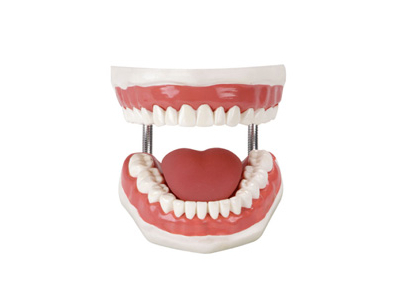 Mô hình mô phỏng quá trình chăm sóc răng miệng