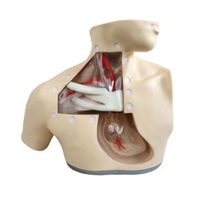 Mô hình mô phỏng điều dưỡng sắc tố da qua đường tĩnh mạch