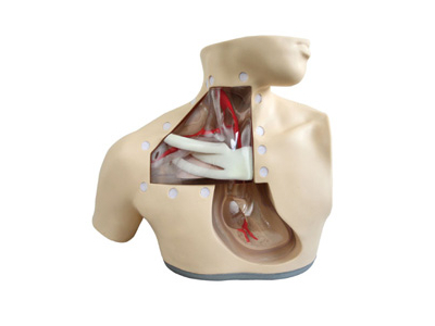 Mô hình mô phỏng điều dưỡng sắc tố da qua đường tĩnh mạch