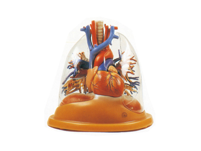 Mô hình phổi, khí quản và phế quản trong suốt (có tim)