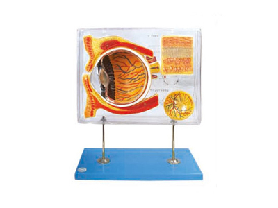 Mô hình nhãn cầu phóng đại