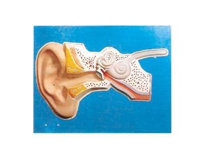 Mô hình điều chỉnh thính giác của tai