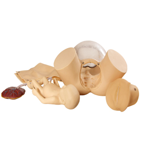 Mô hình mô phỏng kỹ năng đào tạo sinh con