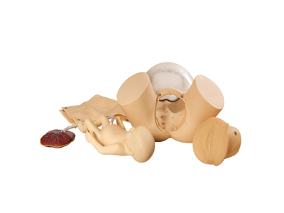 Mô hình mô phỏng kỹ năng đào tạo sinh con