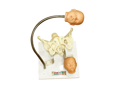 Mô hình xương chậu với đầu của thai nhi