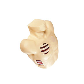 Mô hình mô phỏng dẫn lưu màng phổi