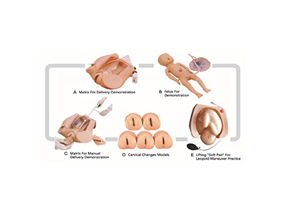 Mô hình mô phỏng quá trình khám thai sản