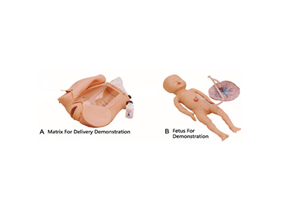 Mô hình mô phỏng cơ chế sinh đẻ