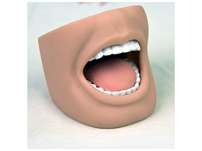Mô hình răng miệng người lớn