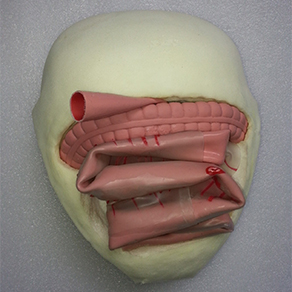 Mô hình đào tạo để nối ruột