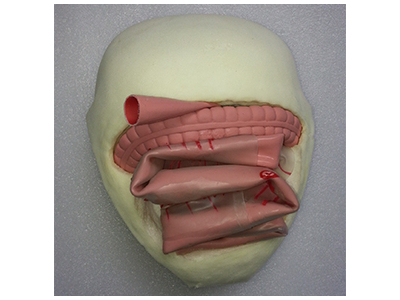 Mô hình đào tạo để nối ruột