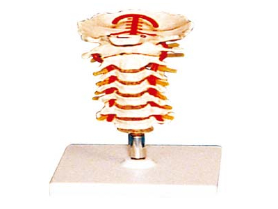 Mô hình đốt sống cổ