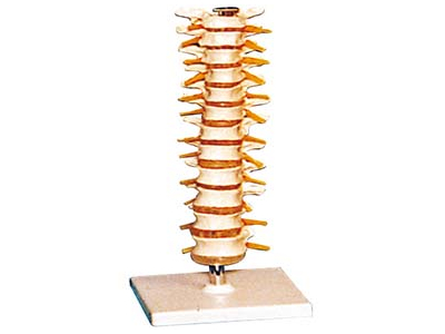 Mô hình đốt sống ngực