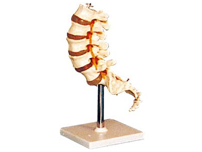 Mô hình đốt sống thắt lưng