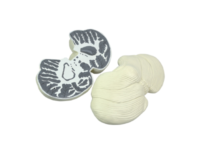 Mô hình tiểu não