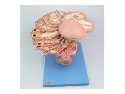 Mô hình đầu, cổ và não