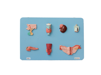 Mô hình cơ quan nội tiết