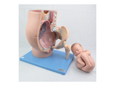 Mô hình khung xương chậu và thai nhi 9 tháng