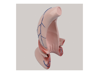 Mô hình trực tràng và hậu môn