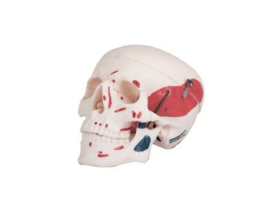 Mô hình cơ hộp sọ người lớn