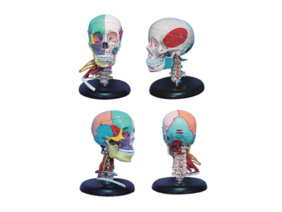 Mô hình hộp sọ người lớn với mô hình cơ cổ