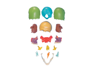 Mô hình xương hộp sọ tách rời