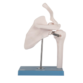 Mô hình khớp vai