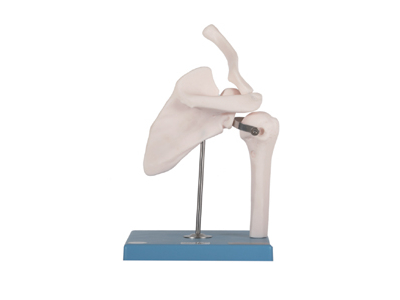 Mô hình khớp vai