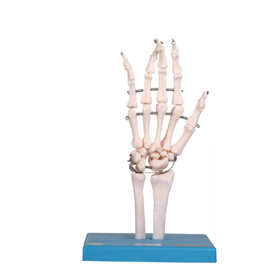 Mô hình khớp ngón tay