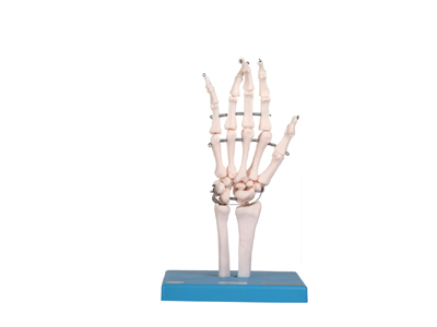 Mô hình khớp ngón tay