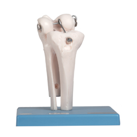 Mô hình khớp gối