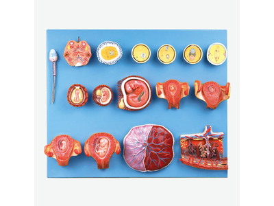 Mô hình thụ tinh ở người