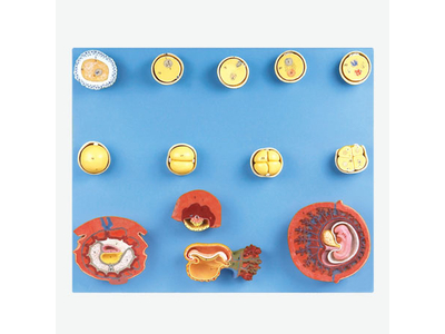 Mô hình thụ tinh ở người và phôi trung gian