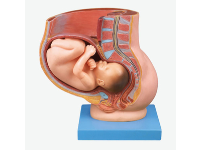 Mô hình khung chậu và cổ tử cung ở tháng 9 thai kỳ