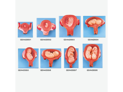 Mô hình phát triển phôi