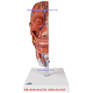 Mô hình giải phẫu mặt cắt đầu và cơ mặt