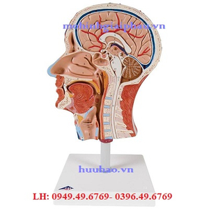 Mô hình giải phẫu mặt cắt đầu và cơ mặt