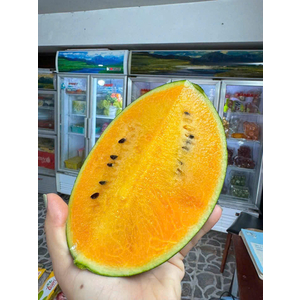Dưa hấu kim hắc long ruột vàng Vietgap