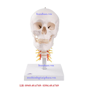 Mô hình giải phẫu sọ người trên xương sống cổ