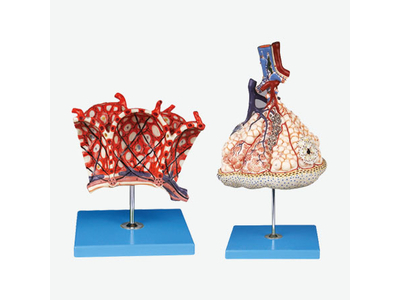 Mô hình tiểu thùy và phế nang phổi