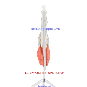 Mô hình giải phẫu cấu trúc ngón tay