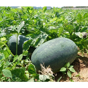 Dưa Hấu Dài Hắc Mỹ Nhân Vietgap