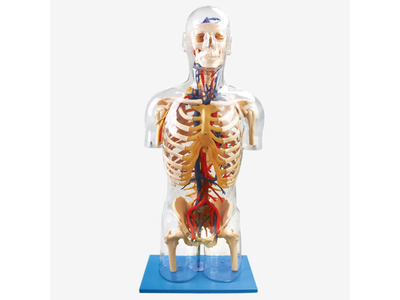 Mô hình bán thân trong suốt với cấu trúc thần kinh và mạch máu chính