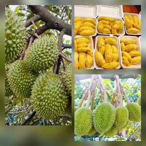 CÁC CÁCH BẢO QUẢN SẦU RIÊNG THÔNG DỤNG